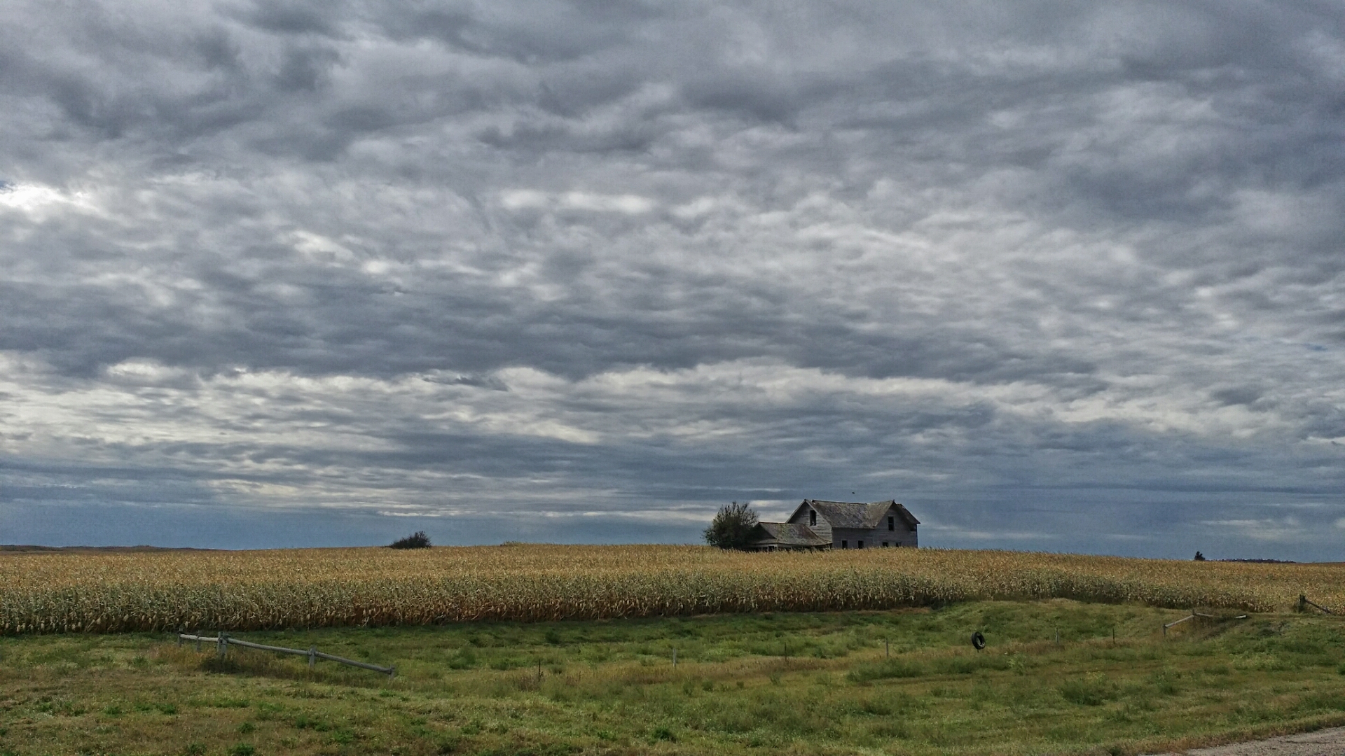House in cornfield