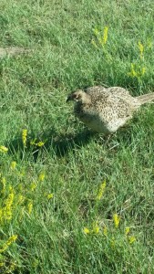 Pheasant