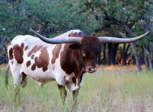 11947530_872314349512315_8926192508420718253_n[1]