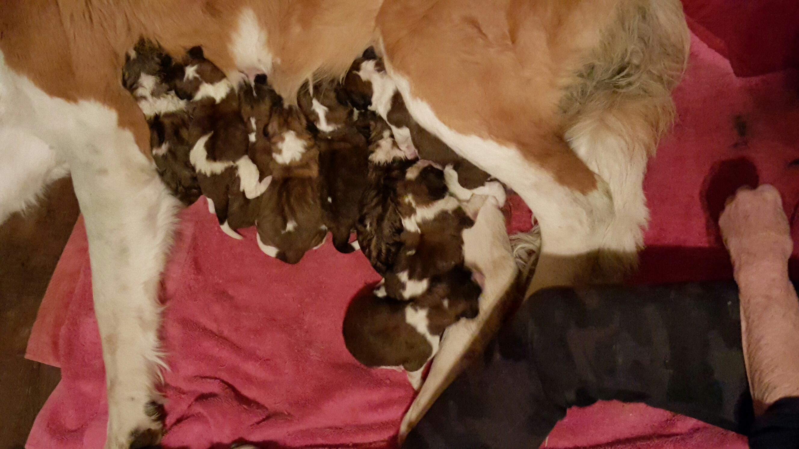 Sophie's litter